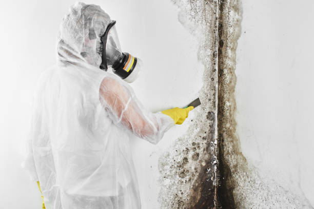 Attic Mold Removal in Chester, PA