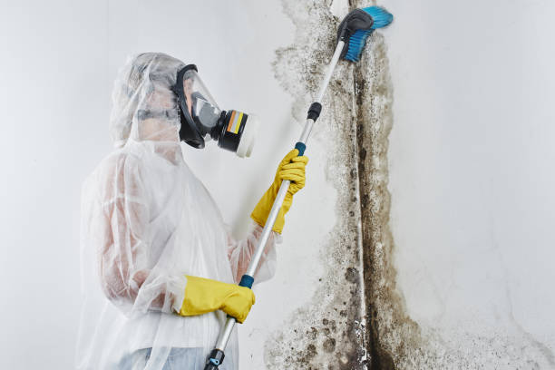 Best Certified Mold Removal  in Chester, PA