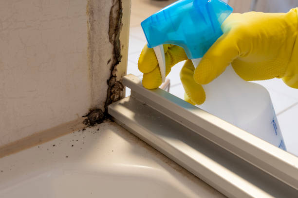 Best Mold Damage Repair  in Chester, PA