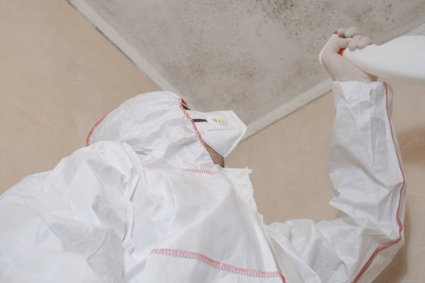 Reliable Chester, PA Mold Removal Solutions