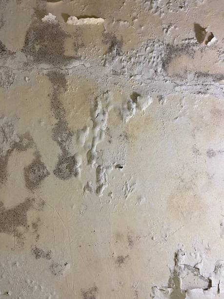 Best Crawl Space Mold Removal  in Chester, PA