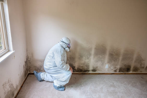 Best Attic Mold Removal  in Chester, PA