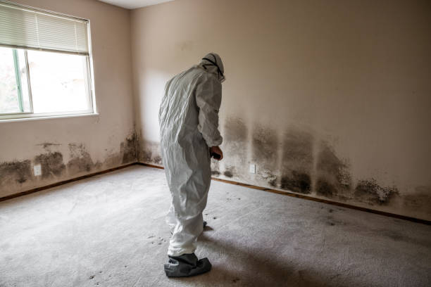 Best Mold Damage Repair  in Chester, PA